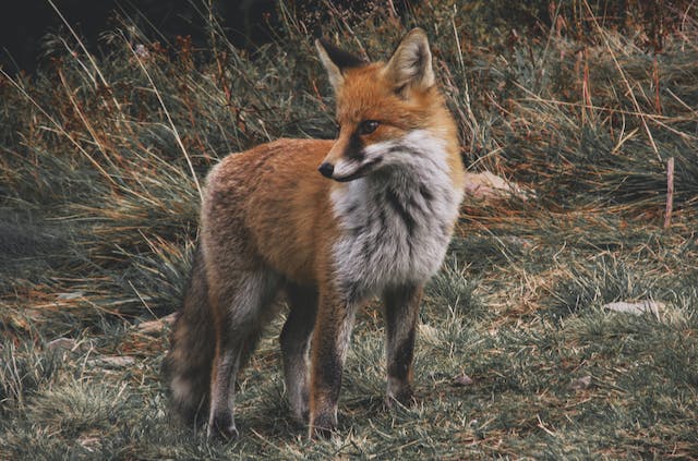 Featured Image for Fox Names Generator