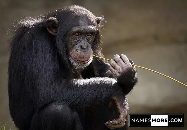Featured Image for Monkey Name Generator