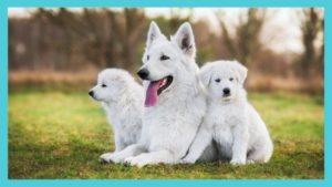 White Dog Names (2023 s Best, Cute Male & Female Dog Names) List Infographic