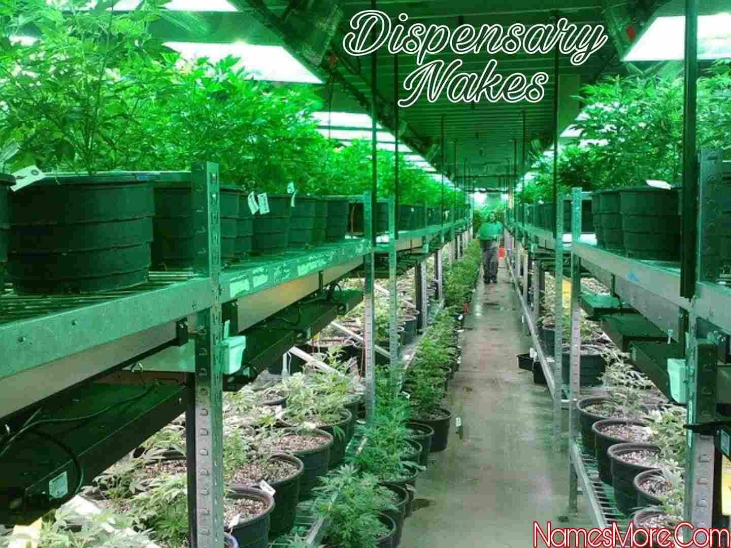 Featured Image for Dispensary Names [990+ Clever Hemp Business Names]